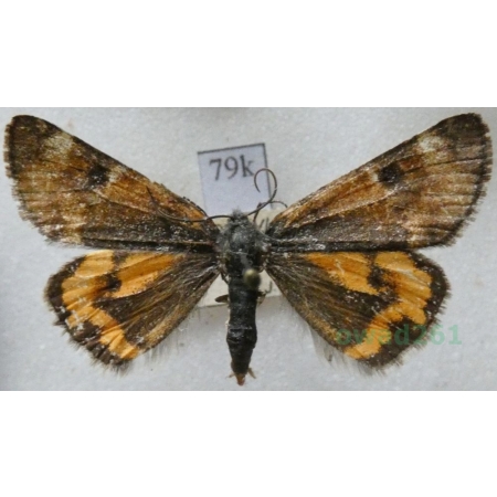 Boudinotiana notha (Hübner, 1803) Bęsica osinówka Czech79k